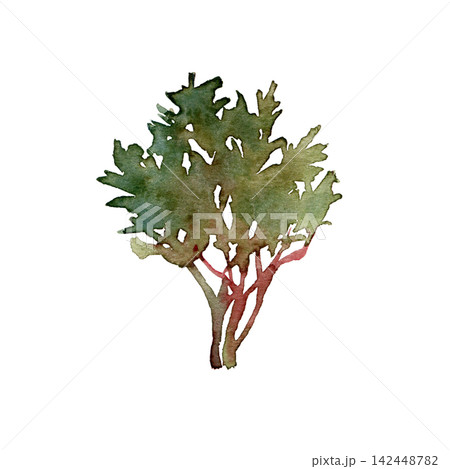 Watercolor autumn shrub bush with red branches and green foliage Watercolor autumn shrub bush with red branches and green foliage 142448782