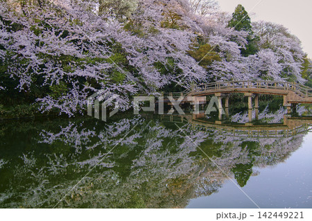 高岡古城公園のお堀端にしだれかかる桜 水鏡に映った桜が見事 高岡古城公園のお堀端にしだれかかる桜 水鏡に映った桜が見事 142449221