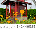秋、小さな祠の前に咲いたコスモスの花 142449585