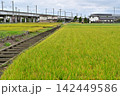 秋、収穫間際の田んぼ 142449586