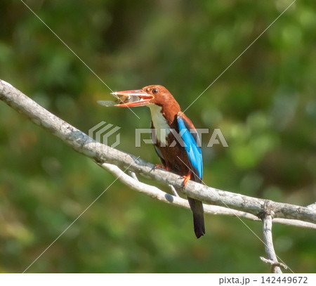 White-throated or White-breasted kingfisher bird, Halcyon smyrnensis, eating on a branch, Phuket, Thailand White-throated or White-breasted kingfisher bird, Halcyon smyrnensis, eating on a branch, Phuket, Thailand 142449672