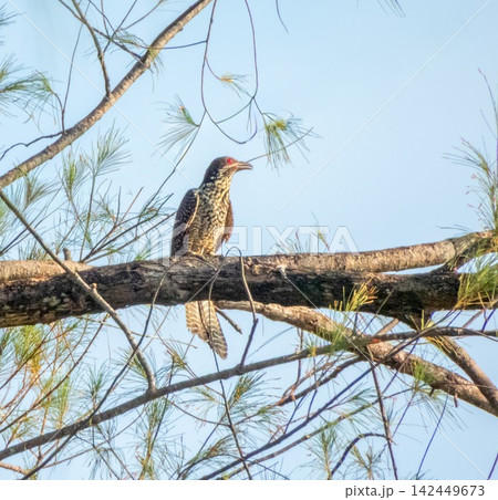 Asian koel female bird, Eudynamys scolopaceus, Phuket, Thailand 142449673