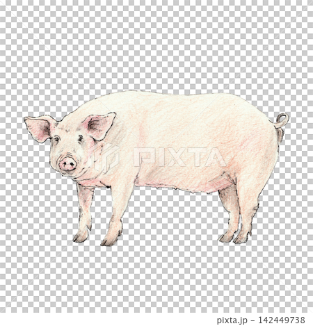 Adult domestic farm pig standing in full view. Hand-drawn illustration created with fine black liner and colored pencils. Suitable for farming, agriculture, countryside, rural life, and vintage-themed Adult domestic farm pig standing in full view. Hand-drawn illustration created with fine black liner and colored pencils. Suitable for farming, agriculture, countryside, rural life, and vintage-themed 142449738