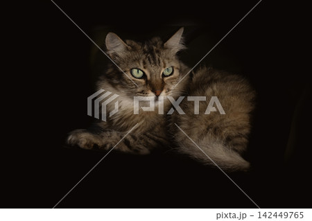 Majestic Longhair Tabby Cat with Green Eyes on Black Background Majestic Longhair Tabby Cat with Green Eyes on Black Background 142449765