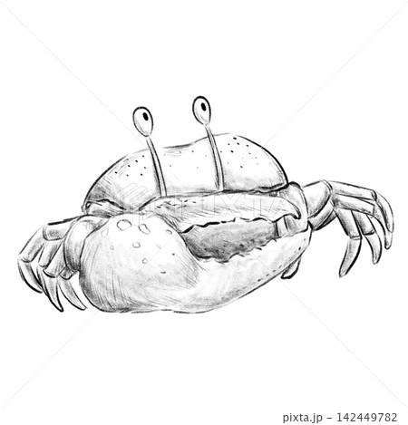 Isolated Fidder crab looking up pencil sketch illustration Isolated Fidder crab looking up pencil sketch illustration 142449782