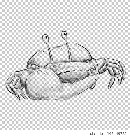 Isolated Fidder crab looking up pencil sketch illustration Isolated Fidder crab looking up pencil sketch illustration 142449782