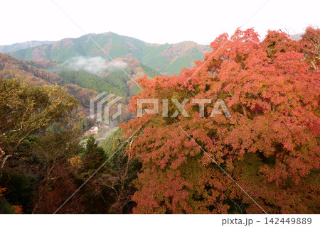 京都府笠置山  山里を湿らせた朝霧残し、深まる秋に木々は色づく 142449889