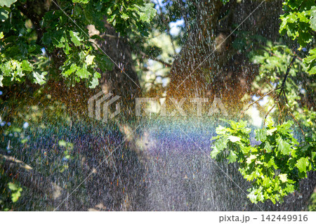 Bright rainbow refracting through water spray in green oak tree forest 142449916