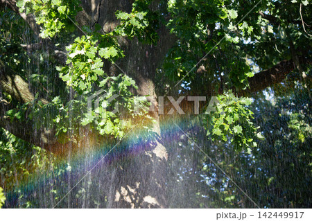 Bright rainbow refracting through water spray in green oak tree forest Bright rainbow refracting through water spray in green oak tree forest 142449917