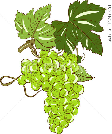 Fresh and vibrant watercolor illustration of green grapes cluster with vine leaves 142450351