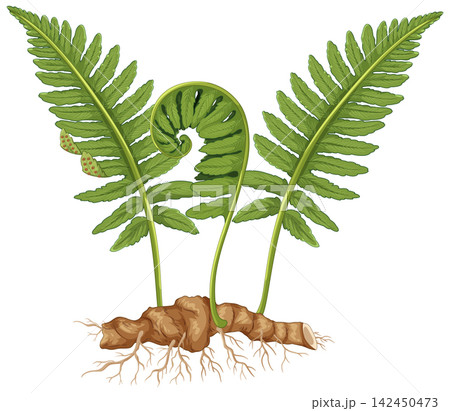 Botanical Illustration of Fern Plant with Fronds Fiddlehead and Underground Rhizome Botanical Illustration of Fern Plant with Fronds Fiddlehead and Underground Rhizome 142450473