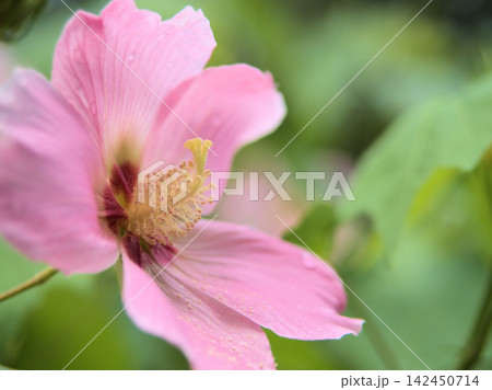 蒸し暑い8月に美しく咲いたピンク色のフヨウの花 蒸し暑い8月に美しく咲いたピンク色のフヨウの花 142450714