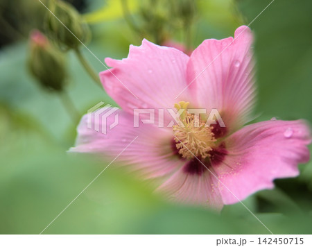 蒸し暑い8月に美しく咲いたピンク色のフヨウの花 蒸し暑い8月に美しく咲いたピンク色のフヨウの花 142450715