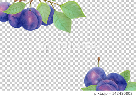 Horizontal frame with plums and leaves. Botanical watercolor illustration. Harvest and berry production. Hand-drawn isolated art. Fruit image for a postcard, food packaging or juice packaging. 142450802