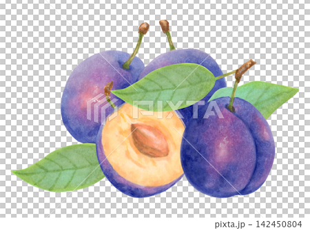 Composition of a whole plum, half, leaf. Purple berry fruit. Botanical watercolor illustration. Harvest, production. Hand-drawn isolated art. Suitable for kitchen towels or packaging for food, juices. 142450804