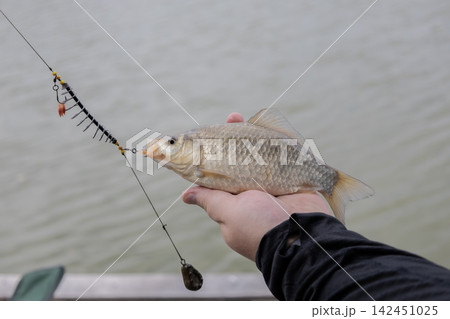Angler showing a captured crucian carp hanging from a feeder tackle setup with a lead weight on a wooden pier by the lake, capturing a successful outdoor hobby moment during a sunny summer day. 142451025