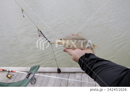 Angler showing a captured crucian carp hanging from a feeder tackle setup with a lead weight on a wooden pier by the lake, capturing a successful outdoor hobby moment during a sunny summer day. 142451026