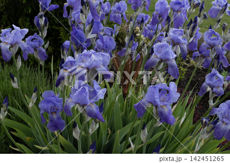 Purple iris flowers displaying fresh water droplets on petals, growing in a lush green garden 142451265