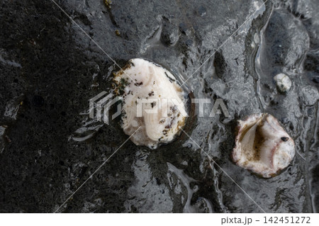 Wet volcanic rock texture with embedded agate and geological mineral formations Wet volcanic rock texture with embedded agate and geological mineral formations 142451272