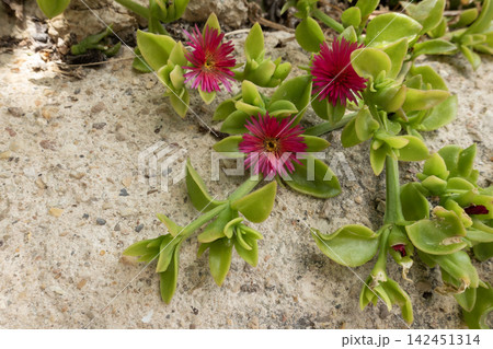 Aptenia cordifolia, also known as heart-leaf ice plant, growing with vibrant red flowers Aptenia cordifolia, also known as heart-leaf ice plant, growing with vibrant red flowers 142451314