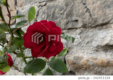 Red rose blooming against a stone wall Red rose blooming against a stone wall 142451328