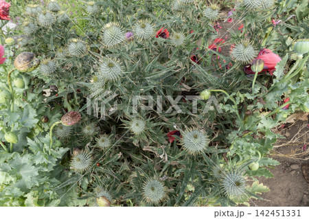 Thistles growing in garden with poppies and other green plants 142451331