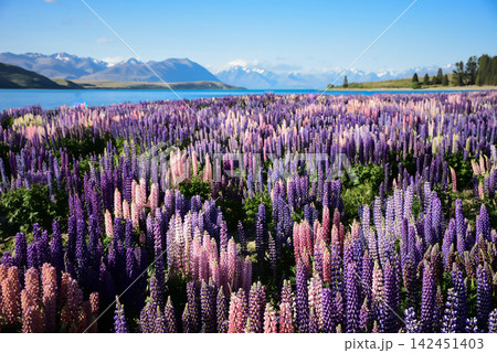 Wild Lupins at Lake Tekapo Wild Lupins at Lake Tekapo 142451403