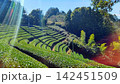 茶畑 142451509