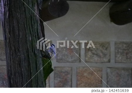Cute little wild bird sitting on a tree bark in a Korean garden Cute little wild bird sitting on a tree bark in a Korean garden 142451639