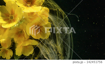 Yellow primrose flowers suspended in swirling liquid with dark background, with flower, primrose, yellow, petal detail 142451756