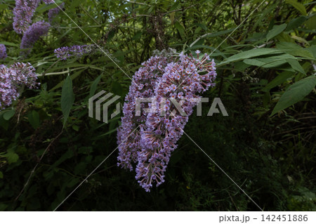 Butterfly bush blooming with delicate purple flowers Butterfly bush blooming with delicate purple flowers 142451886