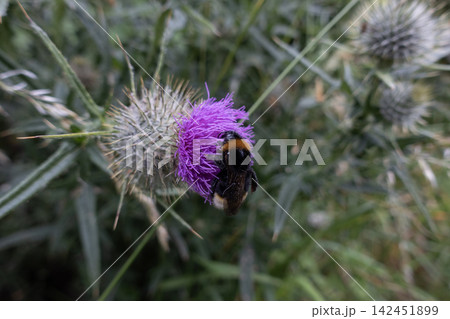 Bumblebee collecting nectar and pollen from a vibrant purple thistle flower in a natural outdoor setting 142451899