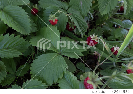 Wild strawberries growing among green leaves in a forest environment Wild strawberries growing among green leaves in a forest environment 142451920