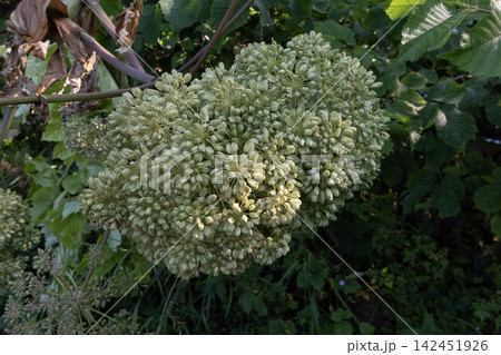 Giant hogweed seeds forming on an invasive toxic plant Giant hogweed seeds forming on an invasive toxic plant 142451926