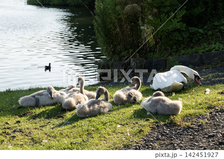 Mute swan family resting on grass by the water Mute swan family resting on grass by the water 142451927