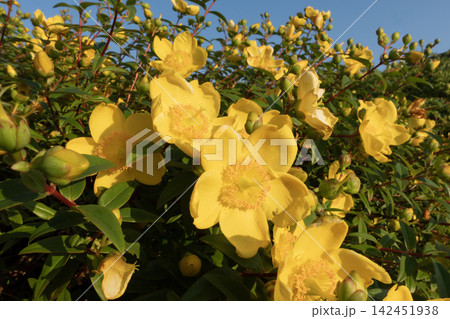 Hypericum patulum shrub blooming with bright yellow flowers under a clear sky Hypericum patulum shrub blooming with bright yellow flowers under a clear sky 142451938