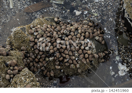 Periwinkles with barnacles and shell fragments clustering on a rock in a shallow tidal pool 142451960