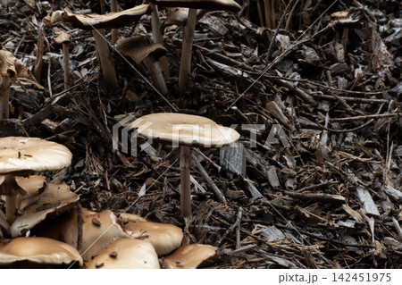 Wild mushrooms growing on a bed of wood chips, showing natural decay and new life Wild mushrooms growing on a bed of wood chips, showing natural decay and new life 142451975