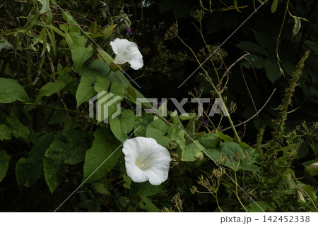 White morning glory flowers blooming in natural environment White morning glory flowers blooming in natural environment 142452338