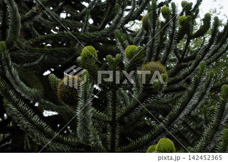 Monkey puzzle tree with cones and distinctive scaly branches 142452365