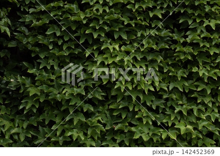 Green ivy leaves covering a wall, creating a natural background texture Green ivy leaves covering a wall, creating a natural background texture 142452369