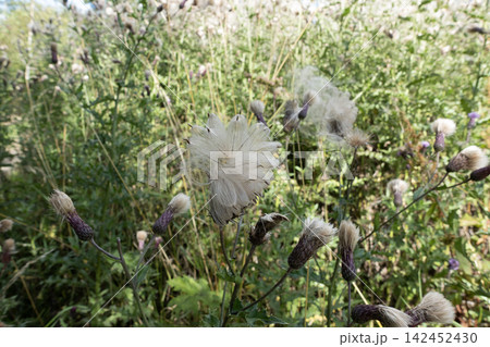 Thistle plant with mature seed head and developing buds in a natural environment 142452430