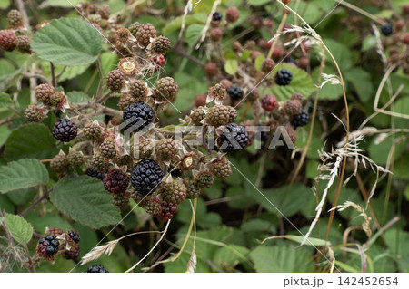Wild blackberries ripening on thorny bush in natural outdoor setting Wild blackberries ripening on thorny bush in natural outdoor setting 142452654