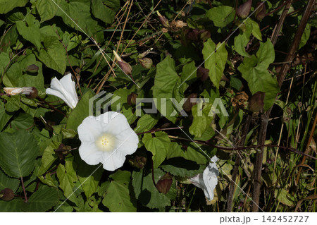 Hedge bindweed flowers blooming among green foliage, Calystegia sepium climbing vine Hedge bindweed flowers blooming among green foliage, Calystegia sepium climbing vine 142452727