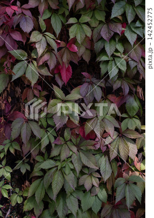Virginia creeper leaves changing colors in autumn, creating a vibrant natural background 142452775