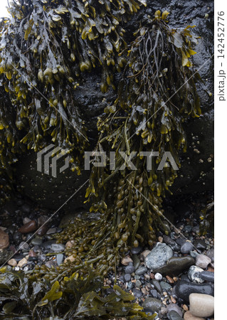 Bladderwrack seaweed covering wet rocks and pebbles on a coastal beach 142452776