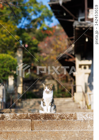 尾道千光寺公園での野良猫 尾道千光寺公園での野良猫 142453019