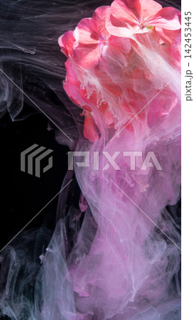Pink hydrangea blossoms drifting through swirling translucent ink clouds against black background 142453445