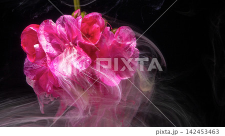 Pink flower petals swirling in translucent ink against black background, with flower, pink, petal, closeup detail 142453463