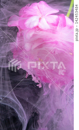 Pink hydrangea blossom sinking into swirling pale pink ink clouds against dark background Pink hydrangea blossom sinking into swirling pale pink ink clouds against dark background 142453484